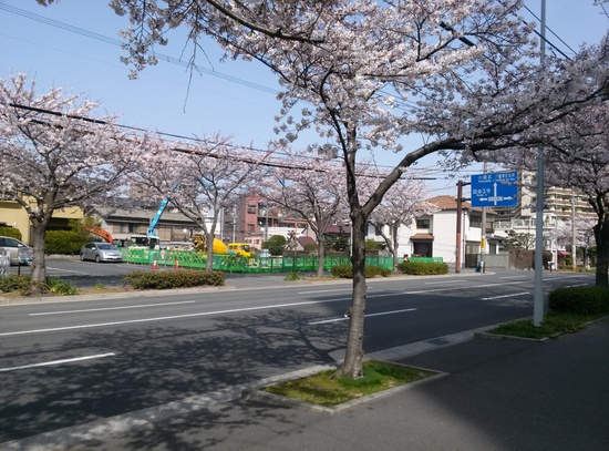 さくら現場.jpg