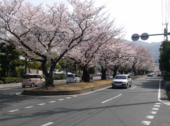1さくら通り.jpg