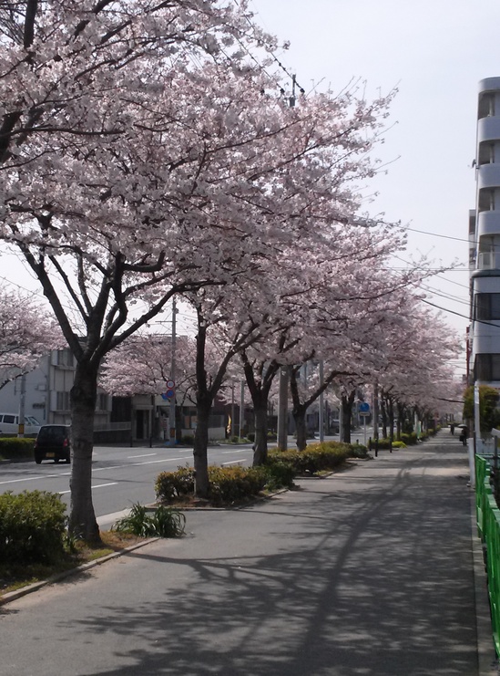 M前さくら.jpg