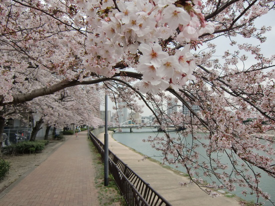 http://www.riviere.gr.jp/info/assets_c/2015/04/CIMG2210-thumb-550xauto-1145.jpg