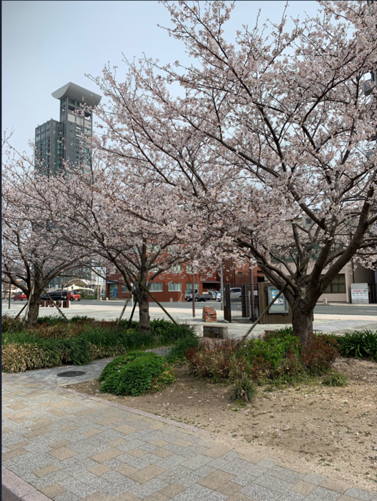 門司港桜①.png