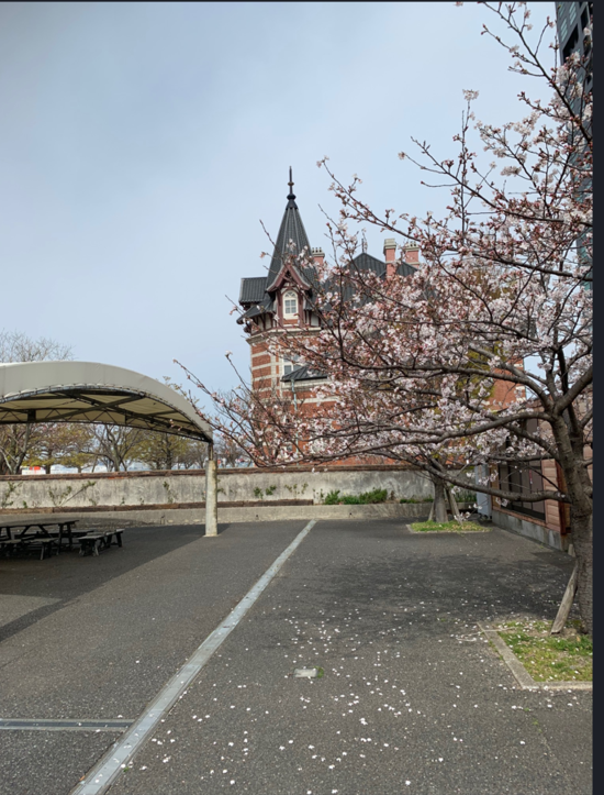 門司港桜②.png